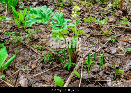 Junge Triebe von Hogweed Sosnowski im Wald im frühen Frühjahr - eine essbare Pflanze, die die Empfindlichkeit gegenüber ultraviolettem Licht erhöht und führt zu Haut BU Stockfoto