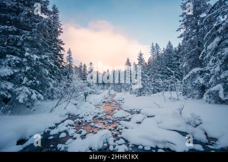 Langer, klarer, gefrorener Fluss, der durch Nadelbäume fließt, die mit Schnee bedeckt sind und am kalten Wintertag in Krakau im Wald wachsen Stockfoto