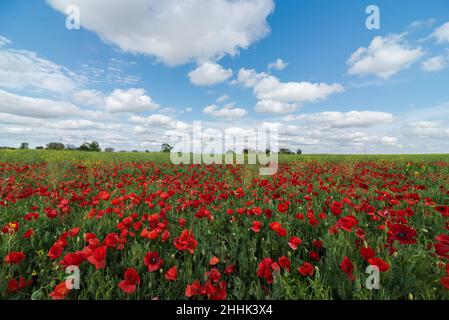 Malerischer Blick auf blühende rote Mohnblumen, die an sonnigen Tagen im Sommer auf der grünen Wiese wachsen Stockfoto