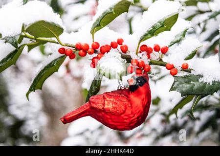 Roter Kardinalschmuck, der an einem Stechzweig mit Schnee und Beeren hängt Stockfoto