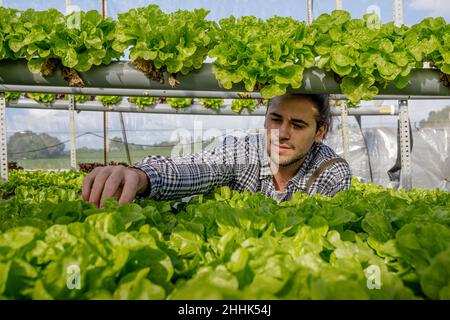 Professioneller Gärtner kümmert sich um Grünsalat-Sämlinge, die auf hydroponischen Regalen im landwirtschaftlichen Treibhaus wachsen Stockfoto