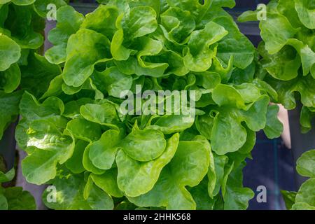 Draufsicht auf üppig frische grüne Salatblätter, die auf einem Hydrotontisch im landwirtschaftlichen Gewächshaus wachsen Stockfoto