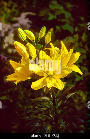 Nahaufnahme von Lily Fata Morgana. Mehrere gelbe Blüten und Knospen vor einem Laubhintergrund. Eine Div 1 Asiatische Hybride Lilie mit nach oben gerichteten Blüten. Stockfoto