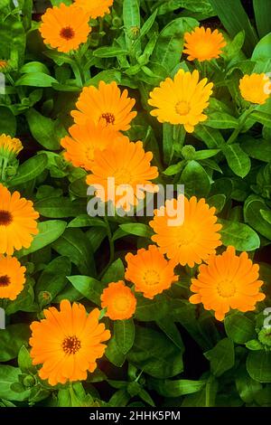 Nahaufnahme von Calendula officinalis mit orangefarbenen und gelben Blüten eine Sommerblüte, die sich jährlich ausbreitet und als Container- oder Topfpflanze angebaut werden kann Stockfoto