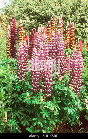 Russell Lupin die Chatelaine wächst in einer krautigen Grenze eine Klumpen bilden semi immergrüne Staude, die durch den Sommer blüht.und ist voll winterhart Stockfoto