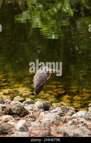 In Bonita Springs, Florida, thront der Rotreiher Egretta rufescens in einem Sumpfgebiet Stockfoto