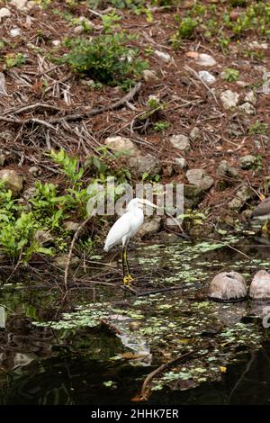 Der verschneite Reiher Egretta thula thront auf einem Felsen in der Nähe eines Teiches in Bonita Springs, Florida Stockfoto