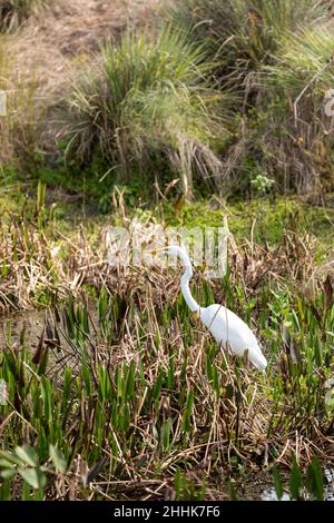 Der große Weißreiher-Vogel Casmerodius albus wadert durch ein Sumpfgebiet in Bonita Springs, Florida Stockfoto