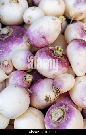 Von oben voller Rahmen Stapel von reifen rohen weißen rutabaga Gemüse mit lila Flecken auf Stall in lokalen Markt platziert Stockfoto