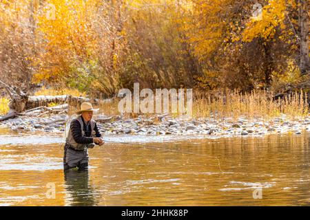 USA, Idaho, Bellevue, Senior man Fliegenfischen im Big Wood River im Herbst Stockfoto