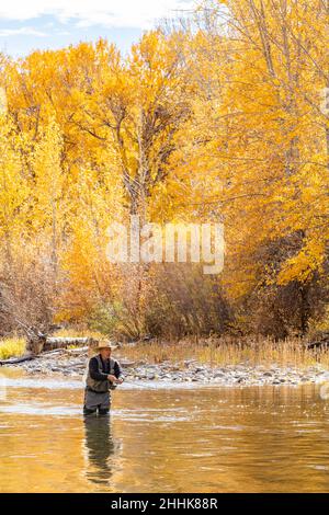 USA, Idaho, Bellevue, Senior man Fliegenfischen im Big Wood River im Herbst Stockfoto