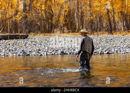 USA, Idaho, Bellevue, Rückansicht eines älteren Fischers beim Wattfahren im Big Wood River im Herbst Stockfoto