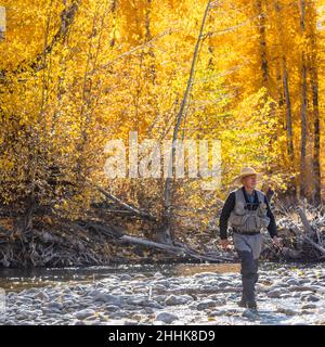 USA, Idaho, Bellevue, Senior Fisherman waten im Big Wood River im Herbst Stockfoto