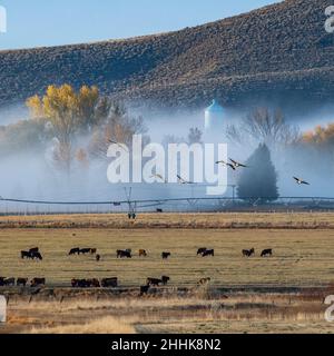 USA, Idaho, Bellevue, Kühe grasen auf Feldern, die im Herbst mit Morgennebel bedeckt sind Stockfoto