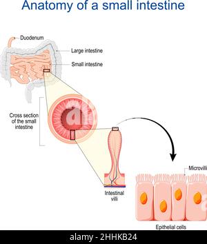 Anatomie des Dünndarms. Querschnitt eines Ileums mit inneren Zotten. Nahaufnahme von Epithelzellen mit Mikrovilli. Vektorgrafik Stock Vektor