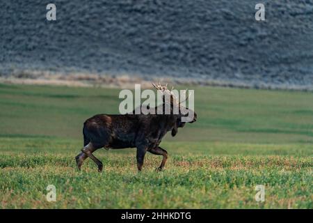 USA, Idaho, Bellevue, Bullenelche (Alces alces), die auf einem Grasfeld spazieren Stockfoto