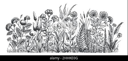 Blumen und Kräuter. Vintage Wiese Gras und Pflanzen Skizze. Handgezeichnete Vektorgrafik Stock Vektor