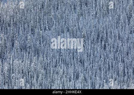 USA, Idaho, Ketchum, dichter verschneereiter Wald im Winter Stockfoto