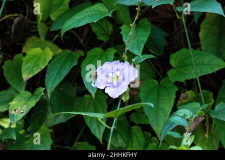 Lila Himmel Weinblume Thunbergia grandiflora blüht unter einem Hintergrund von grünen Blättern in Bonita Springs, Florida. Stockfoto