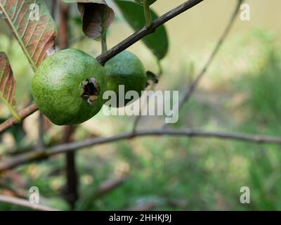 Psidium guajava oder gewöhnlicher Guava, der am Baum hängt. Stockfoto