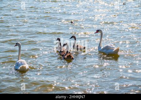 Ein Paar stumme Schwäne, Cygnus olor, schwimmt auf einem See mit seinen neugeborenen Babycygnets. Weiße Schwäne und ihre Küken. Der stumme Schwan schützt sein kleines Spri Stockfoto