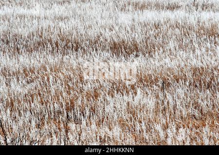 Hoar Frost beschattete Gräser nach einem Wintersturm in Colorado Springs, Colorado. Stockfoto