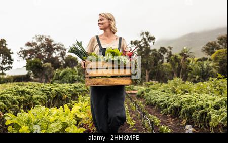 Biobauerin sammelt auf ihrem Bauernhof frisches Gemüse. Glückliche junge Frau, die in ihrem Gemüsegarten eine Schachtel mit frischen Produkten hält. Erfolgreich o Stockfoto