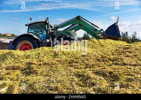 Gewinnung von Silage Stockfoto