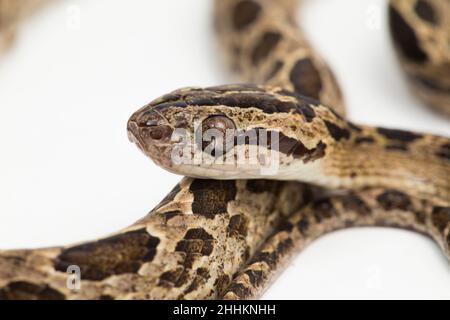 Die vielgefleckte Katzenschlange Boiga multomaculata isoliert auf weißem Hintergrund Stockfoto