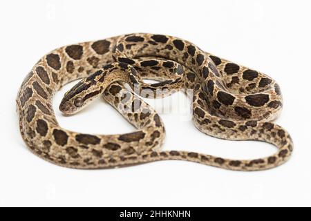 Die vielgefleckte Katzenschlange Boiga multomaculata isoliert auf weißem Hintergrund Stockfoto