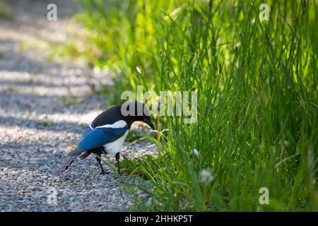 Schwarzschnabel-Elster (Pica pica) auf der Suche nach Nahrung im Gras in jackson Hole, Wyoming, horizontal Stockfoto