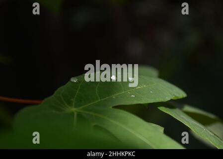Die Regentropfen auf den Cassava-Blättern (Manihot Esculenta), aufgenommen im Garten in der Nähe des Hauses mit Augenwinkel. Stockfoto