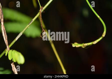 Regentropfen in einer Pflanze namens Saga (Abrus precatorius), die in der Nähe des Waldes in der Nähe von zu Hause mit Augenwinkel aufgenommen wurde. Stockfoto