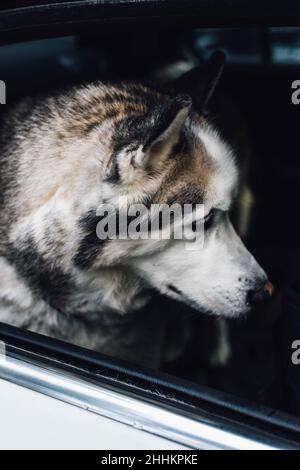Schöne sibirische Husky Hund auf dem Rücksitz des Autos bereit für eine Fahrt Stockfoto