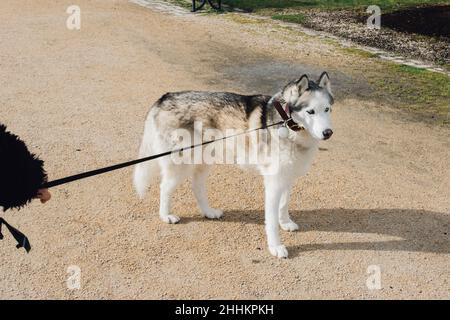 Sibirischer Husky-Hund Hund geht auf einen Spaziergang, weigert sich zu gehen Stockfoto