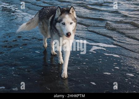 Sibirischer Husky Hund am Strand Stockfoto