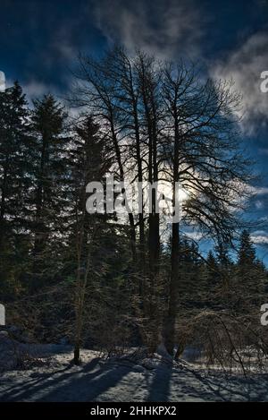 Vollmond, der durch Bäume im Südosten Alaskas scheint und Schnee auf dem Boden liegt. Stockfoto