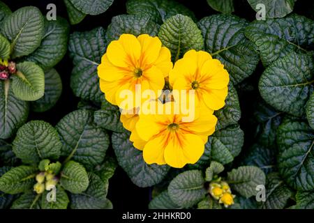Weener, Deutschland. 24th Januar 2022. Primeln blühen in einem der Gewächshäuser der Gartenbaugesellschaft Silze. Die Sperrungen der letzten Jahre setzten die Gartenbaubetriebe in Niedersachsen unter starken Druck: Händler saßen auf Frühlingsblühern wie Primeln und Veilchen. Die Branche hingegen ist zuversichtlich für den Start der Saison 2022 - und das hat auch mit Corona zu tun. Kredit: Mohssen Assanimoghaddam/dpa/Alamy Live Nachrichten Stockfoto