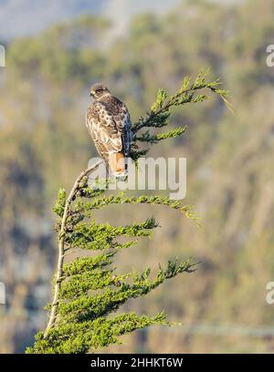 Red-tailed Hawk bei Point Bonita, Marin County, Kalifornien, USA. Stockfoto