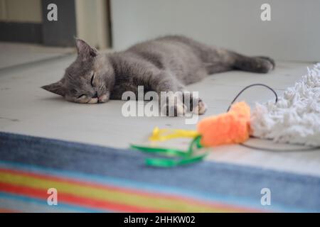 Ein sehr müdes graues Kätzchen nappt auf dem Boden neben seinem Spielzeug Stockfoto
