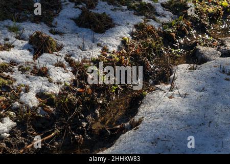 Schmelzender Schnee auf dem Boden und ein kleiner Bach glitzert in der Sonne während des Frühjahrsauftauens Stockfoto