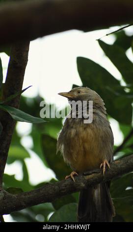 Ein Bild eines Vogels namens Jungle Babbler, der in einem Baum sitzt Stockfoto