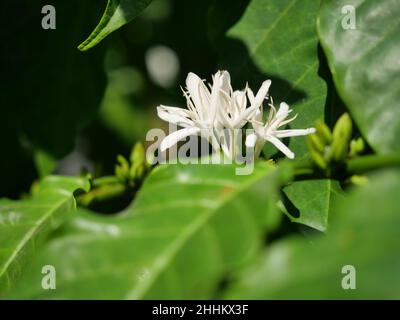 Robusta Kaffeeblüte auf Baumpflanze mit grünem Blatt mit schwarzer Farbe im Hintergrund. Blütenblätter und weiße Staubgefäße von blühenden Blumen Stockfoto