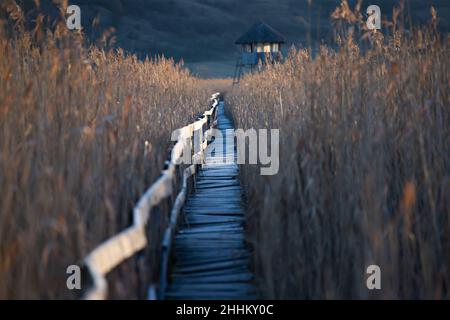 Alte Holzpromenade mit Geländer an der Seite und Wachturm im sic Schilf Reservat, Cluj, Rumänien Stockfoto