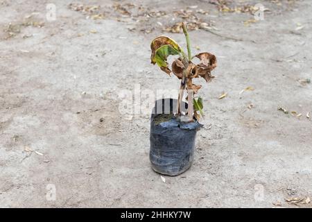 Die Bananenpflanze wird in der Wintersaison braun und trocken Stockfoto