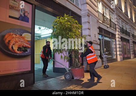 Regenwaldbäume, von denen einige 5m hoch und voll belaubt sind, kommen mit einem beheizten arktischen Lastwagen zur Vorbereitung auf die Green Planet AR Experience in der Regent Street 55 in London an. Bilddatum: Montag, 24. Januar 2022. Stockfoto