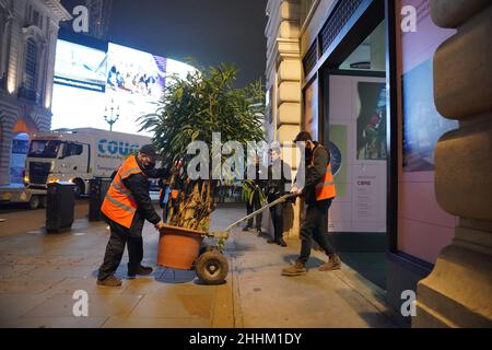 Regenwaldbäume, von denen einige 5m hoch und voll belaubt sind, kommen mit einem beheizten arktischen Lastwagen zur Vorbereitung auf die Green Planet AR Experience in der Regent Street 55 in London an. Bilddatum: Montag, 24. Januar 2022. Stockfoto