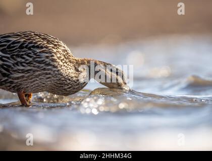 Mallardische Ente, die vom Ufer des Sees trinkt, während die Wellen gegen das Flussufer schwimmen. Goldener Sonnenschein und Nahaufnahme der Ente. Stockfoto