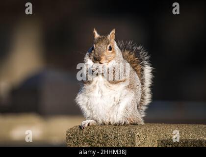 Englisches graues Eichhörnchen gut mit fetten Magen gefüttert, essen viel Nahrung über den Winter. Flauschig in goldenem Sonnenlicht allein. Roter Kopf und graues Körperpelz Stockfoto