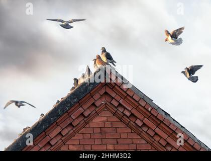 Tauben, die bei Sonnenuntergang auf dem Dach mit einem alten Backsteingebäude und einem Schrägdach landen. Wunderschöne sonnenbeschienene Vögel, die in den Himmel fliegen. Stockfoto